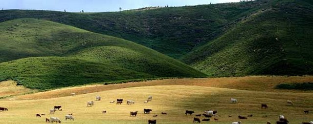 Agropecuária